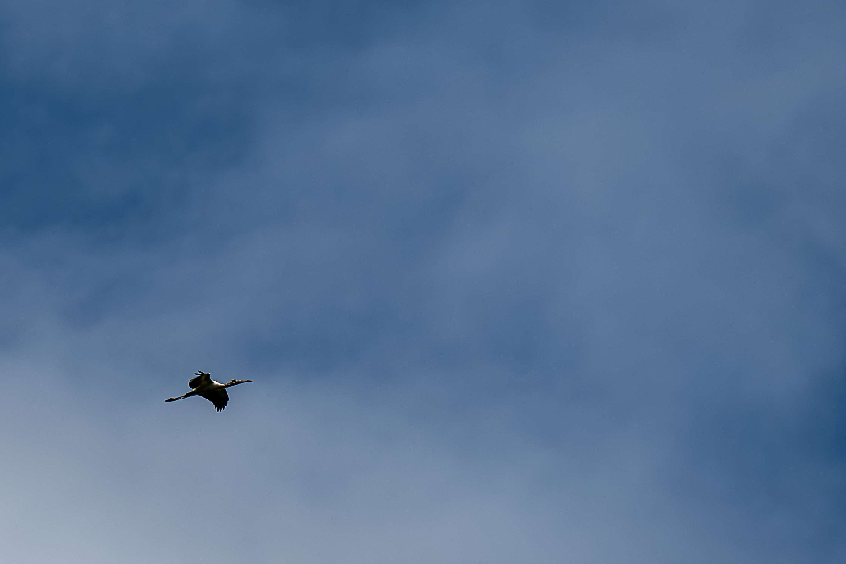 stork-e Stork, cropped and noise-reduced in Lr